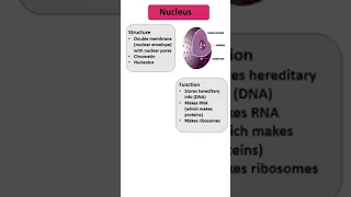 Nucleus #shorts