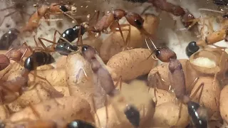 Основная колония муравьев Салтаторов, 5 месяцев (Harpegnathos saltator) #1