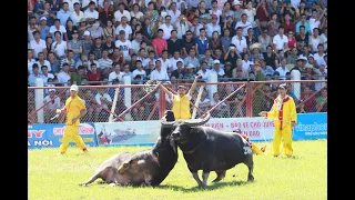 CHỌI TRÂU MÃN NHÃN 2023 || PHA HỔ LAO ĐẦY UY LỰC GIỮA ÔNG TRÂU 19 VS 04