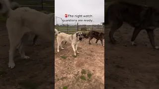 When our Livestock guardian dogs, donkey and mule team up to protect you know it’s serious.