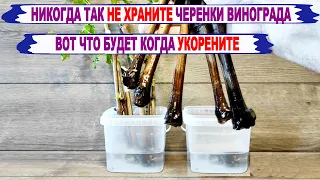 🍇 Никогда ТАК НЕ ХРАНИТЕ черенки винограда. Вот ЧТО будет, когда НАЧНЕТЕ УКОРЕНЯТЬ. Сухие черенки.