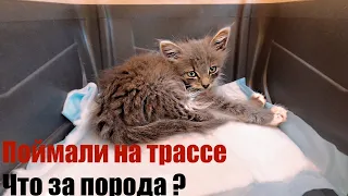 Спасли котенка непонятной породы. Saved a kitten #Спасение #котенка #cats #gato #saved  #cat #ネコ