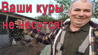 Ваши куры не несутся! | Яйценоскость птицы.