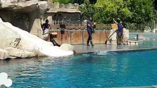 Spectacles d'otaries du ZooParc de Beauval 2020