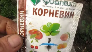 Груша из воздушного отводка