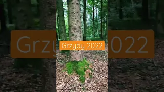 NIEMCY. GRZYBY 2022