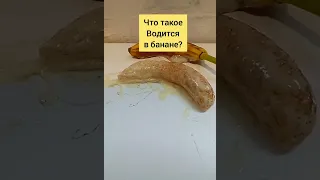 Банан червяк