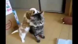 Собаки и кошки друзья Dogs and cats are friends