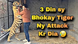 3 Din sy Bhokay Tiger ny Mere pr Attack kr Dia 😰| Nouman Hassan |