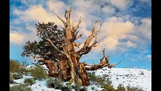 Methuselah’s Grove! The Tale of a 5,000-Year-Old TREE!