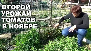 Второй урожай томатов осенью  ЧАСТЬ 2 -  результат эксперимента