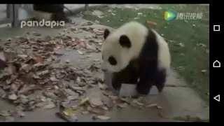 Panda mischief.