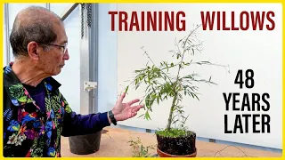Willow Bonsai Training