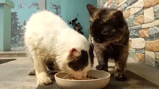 Little cats share their food bowl | Cats eat with gusto