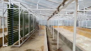 PhotoBioReactor for microalgae mass production in Baku Azerbaijan