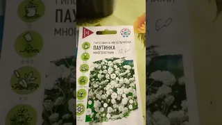 Посеяла💐 Цинерарию и Гипсофилу