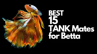 Top 15 Betta Tank Mates You Can Try (explained) - in 10 minutes