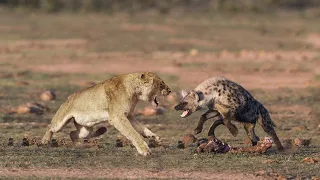 Lion Attack Hyena In The Wild