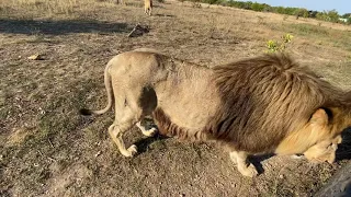 К льву Марселю вернулась Симона и он снова Танцует !