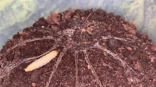 Trapdoor spider quick feeding video. Please see pinned comment.