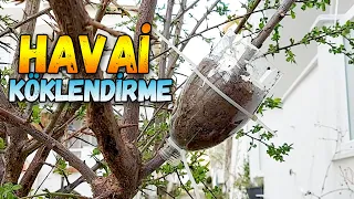 Havai Köklendirme Nasıl Yapılır | Erik Ağacı