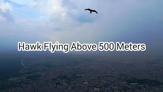 Hawk Flying Above 500 Meters | DJI Mini 3 Pro | Drone