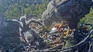 White-tailed eagles | Mom feeding one more breakfast to baby | May 19, 2024