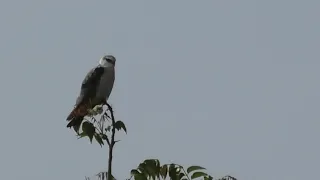 Slingshot on the pole cable || Cambodia Slingshot || Bird Hunting by Slingshot [Esp -26]