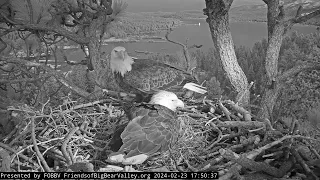 13 deliveries 9 twigs and 4 fluff the nest is secured FOBBV CAM