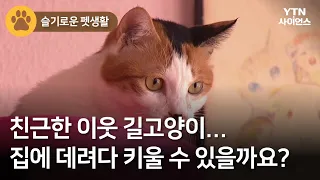 [슬기로운 펫생활] 친근한 이웃 길고양이…집에 데려다 키울 수 있을까요? / YTN 사이언스