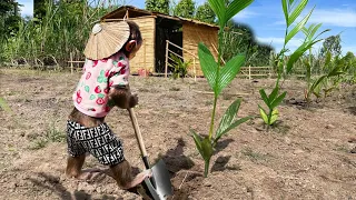 Cutis Farmer Help Dad Solo Grow Trees Build A New Farm