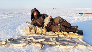 КИЛЛОГРАМОВЫЕ ОКУНЯ и ЩУКИ ТОРПЕДЫ! ШИКАРНАЯ рыбалка на жерлицы! ПОПАЛИ НА ЖОР! Заповедник.