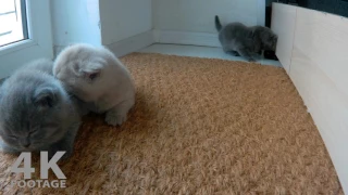 Cutest kittens 30 days British Shorthair babies - 4K