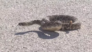 Bites climb as rattlesnakes wake from hibernation