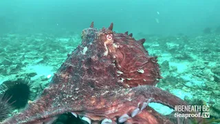 Giant Pacific Octopus Encountering Divers