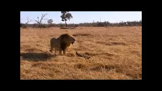 National Geographic Documentary  -   Lions   Ruthless   - Nat Geo wild