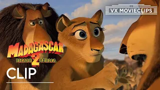 Alex Reunites With His Family | Madagascar: Escape 2 Africa (2008) | VX Movieclips