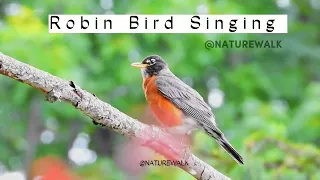 Bird Watching  HQ - Robin Bird Call, Song, Singing, Bird music morning #birdwatching #naturesounds