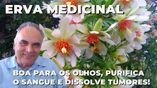 Erva medicinal que protege os olhos, dissolve tumores e purifica o sangue! | Dr. Marco Menelau