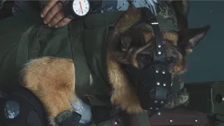 Brave military dog completes first parachuting task