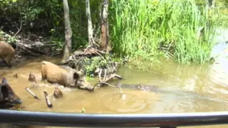 New Orleans Alligator Devours   Pig     [ Graphic ]