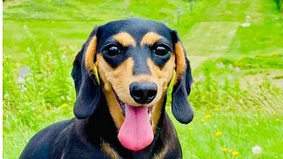 Dachshund Puppies | Funny and Cute Playful Dachshund Videos | Adorable sausage dogs Try Not To Laugh