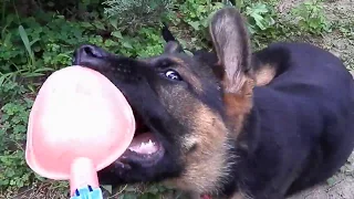 Funny German Shepherd puppy Ray. Щенок немецкой овчарки РЭЙ . Одесса.