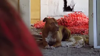 Stray Dogs Rescued from Abandoned Buildings in Detroit Get a Surprise!