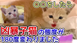 [Kitten protection] After doing 〇〇, the attitude of a ferocious kitten changed 180 degrees.