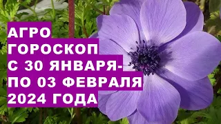 Агрогороскоп с 30 января по 03 февраля 2024 года Agrohoroscope from January 30 to February 3, 2024