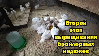 Второй этап выращивания индюков на мясо