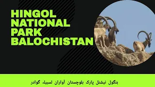 Hingol National park | ہنگو نیشنل پارک |ibex of hingol National park