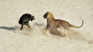 Times Animals Messed With The Wrong Opponent | Best Moments Of 2023 !