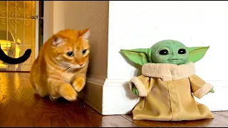 FUNNY CATS REACT TO BABY YODA 🧌